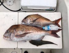 ６月3日の鶴見大島方面でのお客様の釣果‼️ ８０cm over😳