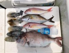 秋の佐伯湾沖の今日のお客さんの釣果‼️ モイカやカンパチも！