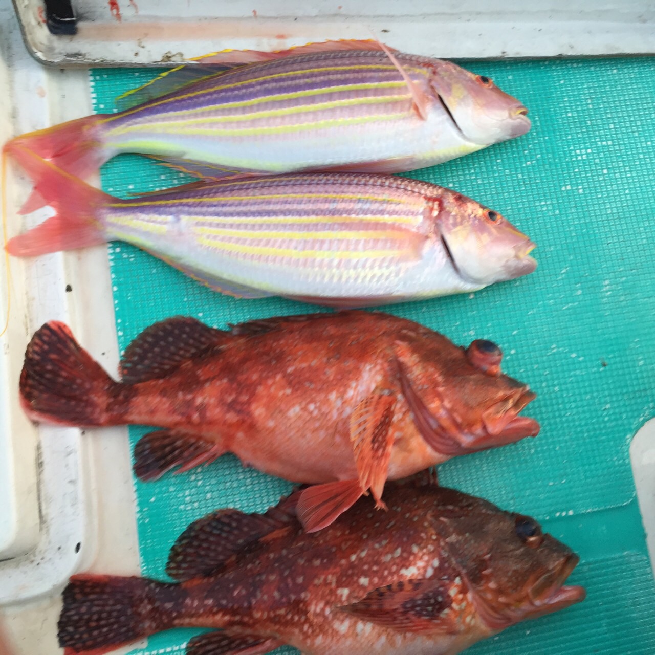 大型のホゴ　佐伯湾鶴見にて　鯛ラバｏｒテンヤ釣り好調