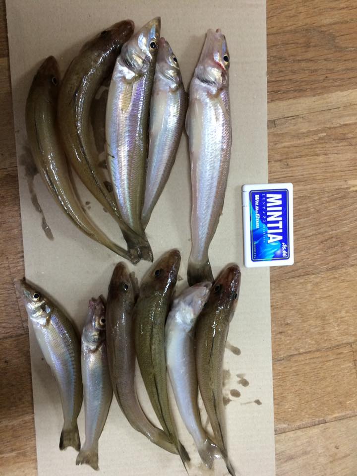 佐伯市番匠川河口にて良型のキスが連れてます！