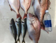 大島周辺は 魚の宝庫
