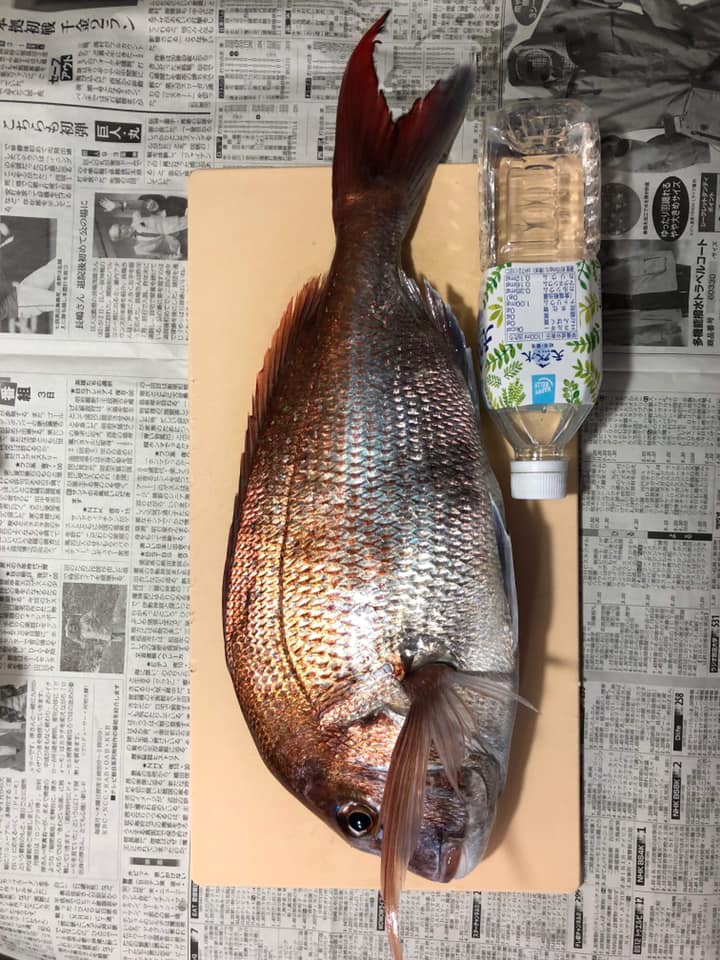 鶴見大島でタイラバでゲット❗️