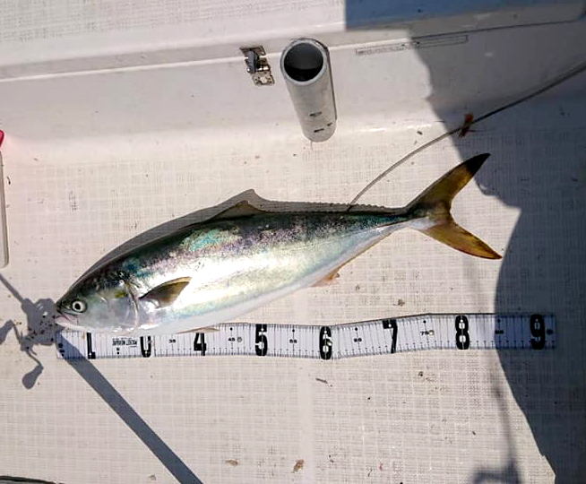 お客様の釣果‼️ 青物の時期がやって来たねー
