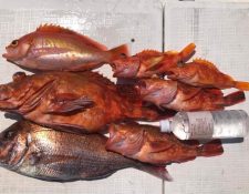 土曜日のお客様の釣果‼️ 真鯛よりカサゴが幅効かせてるし💦 姿作りサイズです🐟🐟🐟