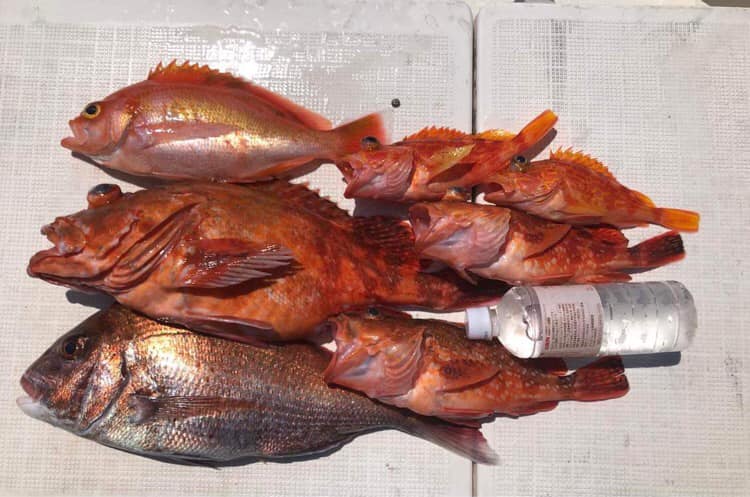 土曜日のお客様の釣果‼️ 真鯛よりカサゴが幅効かせてるし💦 姿作りサイズです🐟🐟🐟